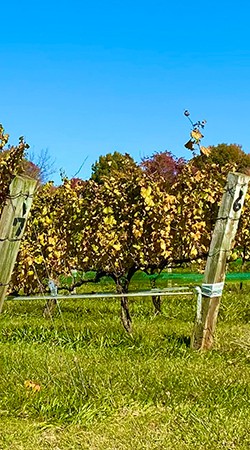 Vineyard Tour